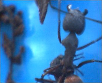 Fourmis noires