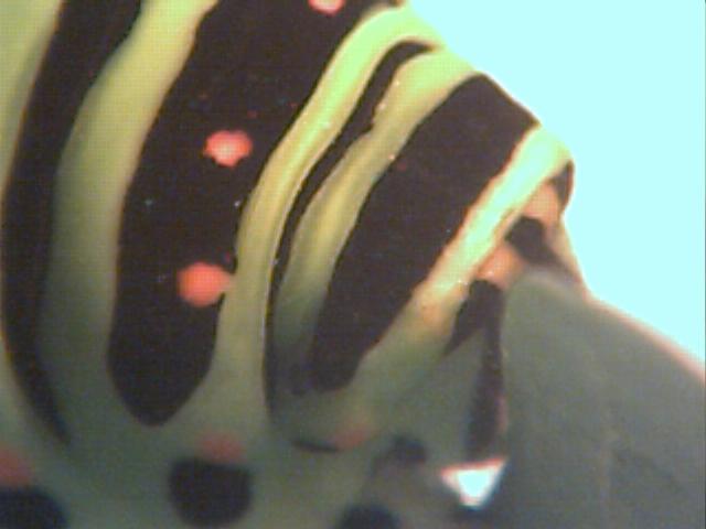 chenille machaon