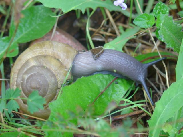 Escargot