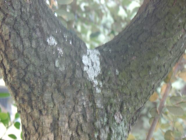 Lichen