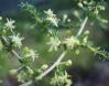 Asperge