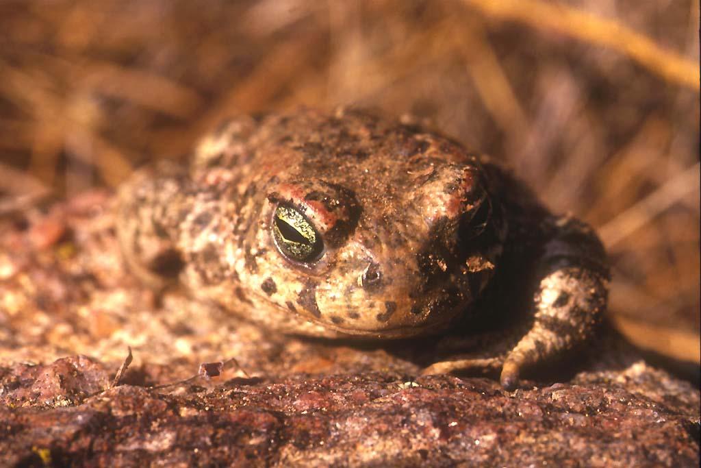 Crapaud commun
