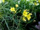 Diplotaxis