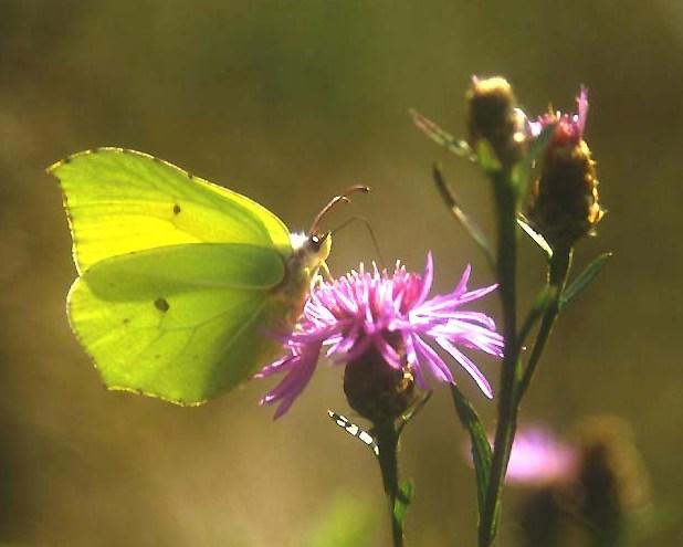 Gonopteryx