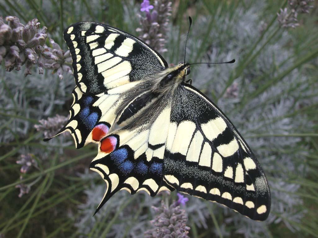 Machaon