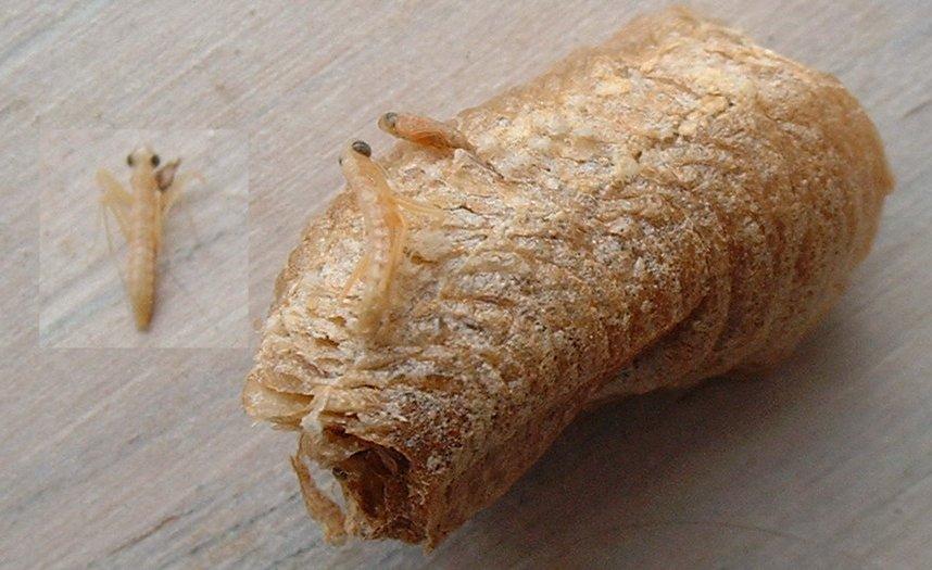 oothèque de mante religieuse